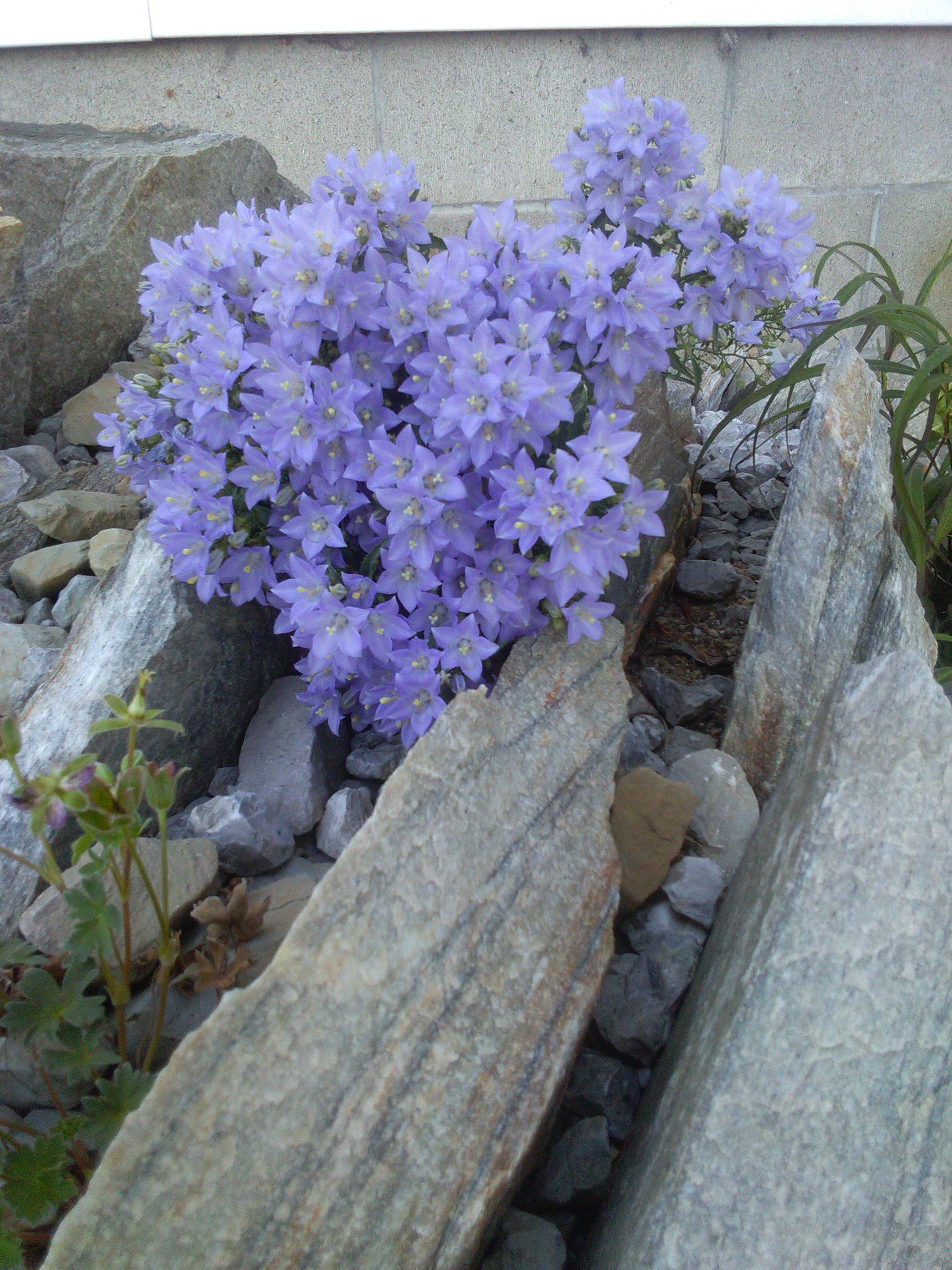 Campanula waldsteiniana